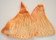 魷魚拉網耳片